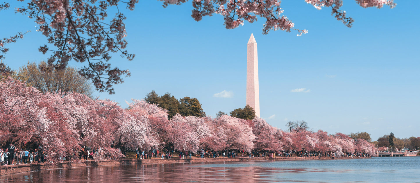 Cad & The Dandy Savile Row