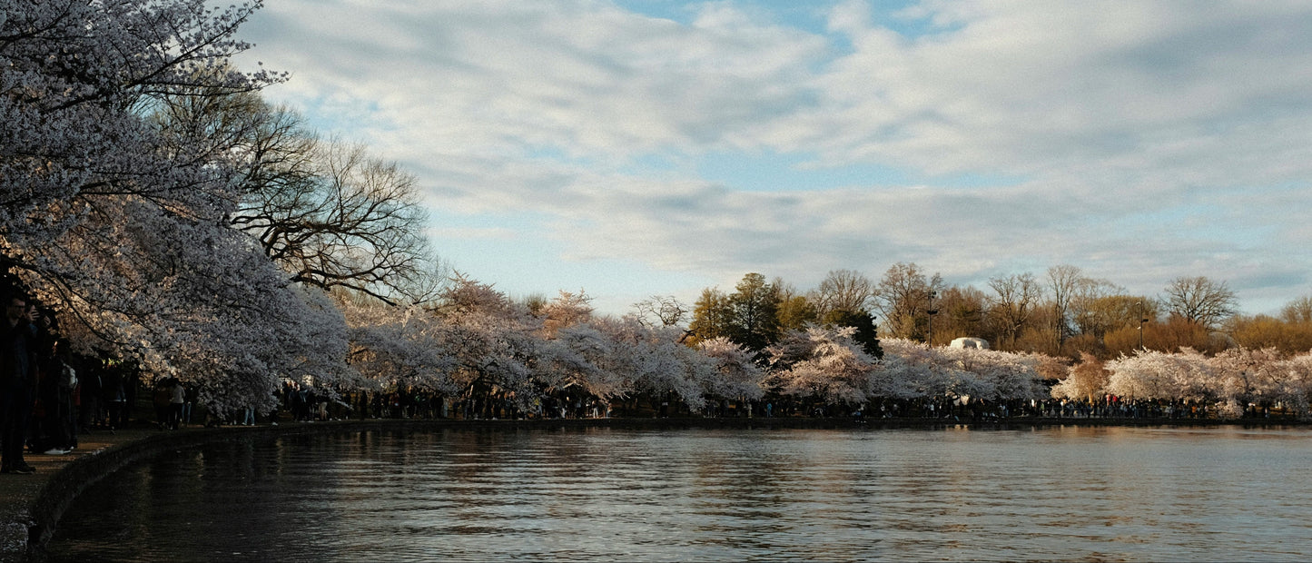 Cad & The Dandy Savile Row