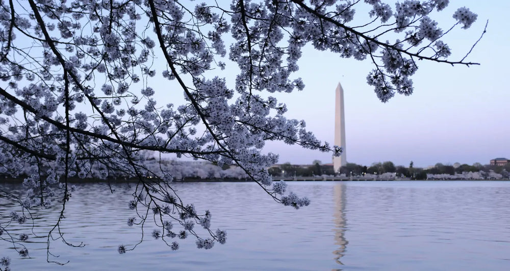 Cad & The Dandy Savile Row